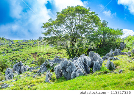 Shikoku Karst Heaven's Road Shikoku Karst Heaven's Road 115817526