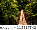 A suspension bridge surrounded by fresh greenery 115817542