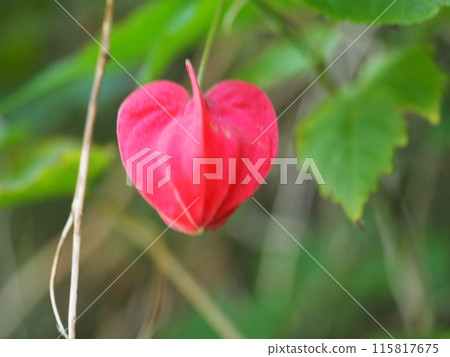 Scenery and plants of Meigetsu-in Temple in Kita-Kamakura 115817675