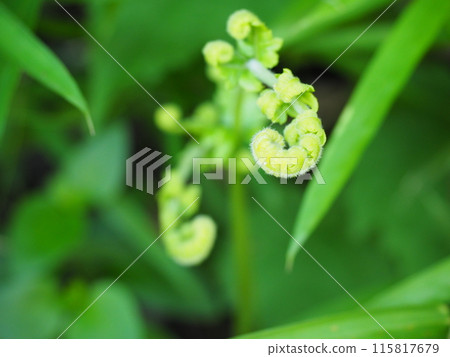 Scenery and plants of Meigetsu-in Temple in Kita-Kamakura 115817679