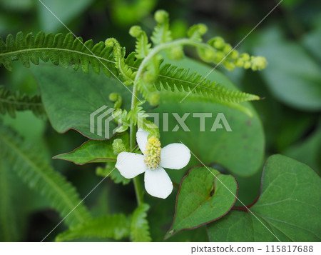 Scenery and plants of Meigetsu-in Temple in Kita-Kamakura 115817688