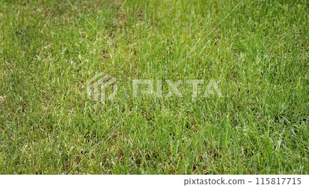 Decorative precise green mown lawn grass texture, background. Decorative precise green mown lawn grass texture, background. 115817715