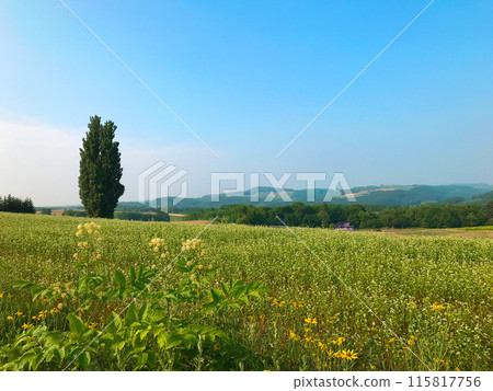 Ken and Mary Tree(北海道上川郡美瑛町) Ken and Mary Tree(北海道上川郡美瑛町) 115817756