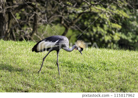 Grey Crowned Crane pecking at food 115817962