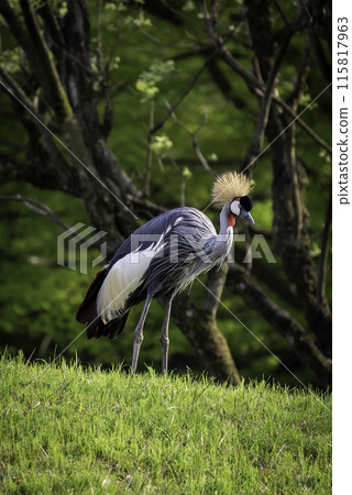 白冠鶴 白冠鶴 115817963