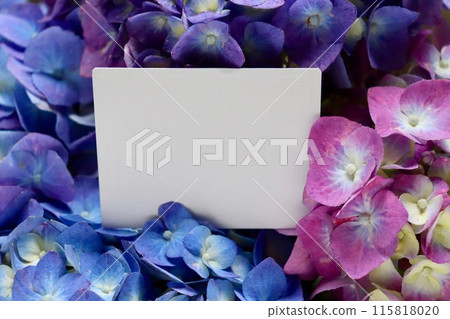 White card mockup surrounded by hydrangea flowers White card mockup surrounded by hydrangea flowers 115818020