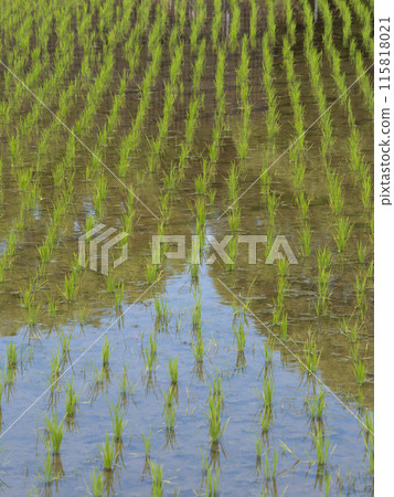 陽光明媚的日子裡的稻田風景 陽光明媚的日子裡的稻田風景 115818021