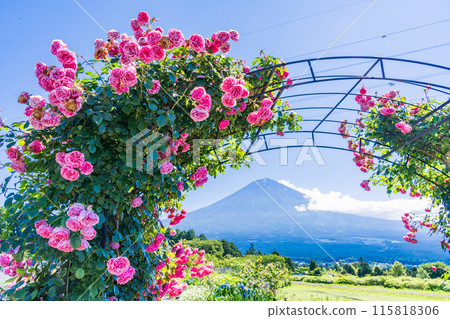 [靜岡縣] 透過白絲自然公園的玫瑰拱門欣賞富士山 115818306