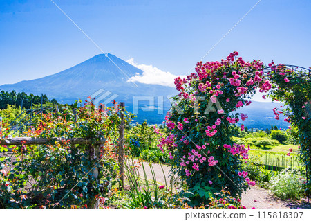 [靜岡縣] 透過白絲自然公園的玫瑰拱門欣賞富士山 115818307