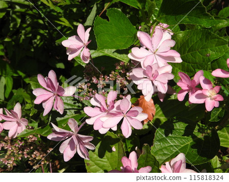 Double-flowered hydrangea (Dance Party) 115818324