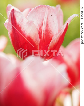 Red tulip 115818611