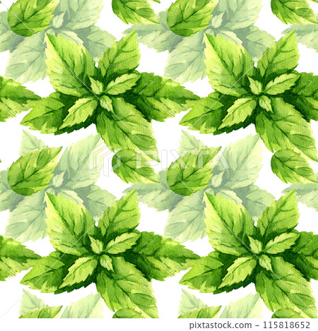 watercolor fresh leaves of mint, summer herb for refreshing drink, tea, cocktails, seamless pattern with food illustration, hand drawn sketch of flavor herb isolated white background, for menu 115818652