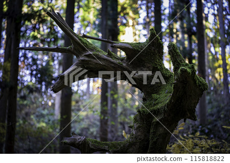 Oiwa Shrine Mysterious Tree 115818822