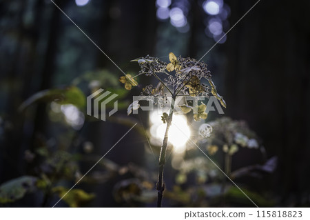 大岩神社 森林中生長的植物 115818823