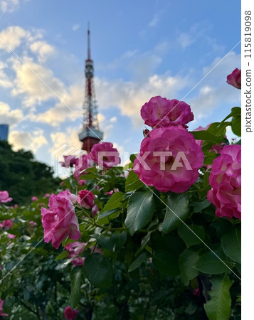Tokyo Tower seen through pink roses Tokyo Tower seen through pink roses 115819098