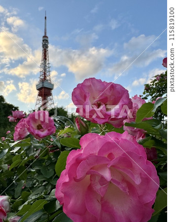 透過粉紅玫瑰看到的東京鐵塔 115819100