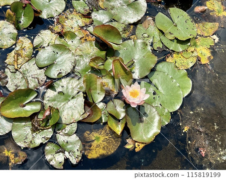 Water lily in the pond with green leaves and butterflies in the background Water lily in the pond with green leaves and butterflies in the background 115819199