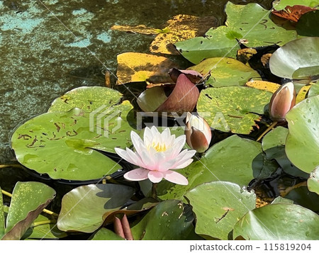 Water lily in the pond with green leaves and butterflies in the background Water lily in the pond with green leaves and butterflies in the background 115819204