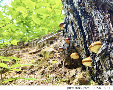 Human-mouthed mushroom growing wild on trees Human-mouthed mushroom growing wild on trees 115819284