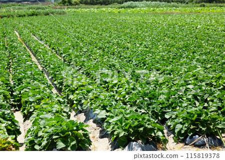 Sweet potato fields in Naruto Kintoki, Tokushima Prefecture Sweet potato fields in Naruto Kintoki, Tokushima Prefecture 115819378