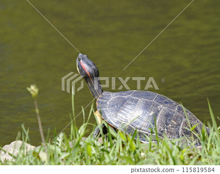 Red turtle 115819584