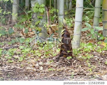 Bamboo shoots came out Bamboo shoots came out 115819589