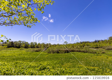 Fresh greenery shines at Tsugaike Pond in Nagano Prefecture in early summer Fresh greenery shines at Tsugaike Pond in Nagano Prefecture in early summer 115819916