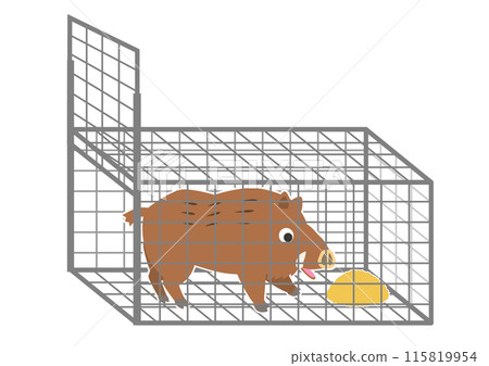 A wild boar is lured into a box trap by bait, and is captured A wild boar is lured into a box trap by bait, and is captured 115819954