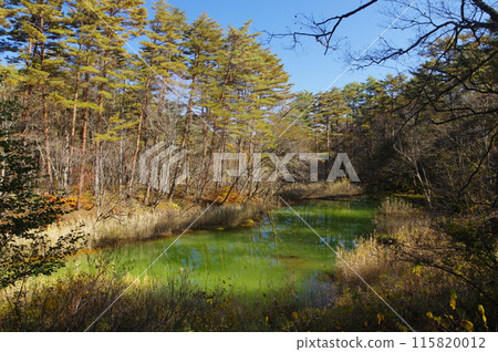 深秋的里盤台五色沼的赤沼 深秋的里盤台五色沼的赤沼 115820012