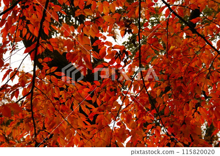 Color, Autumn leaves, Plants, Autumn, Park (Added June 2024) Color, Autumn leaves, Plants, Autumn, Park (Added June 2024) 115820020