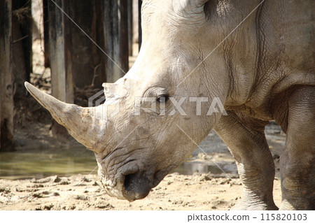 賽的臉 賽的臉 115820103