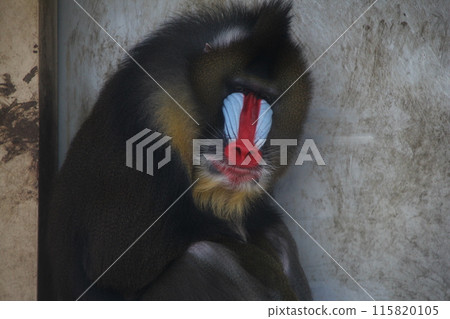 Mandrill Mandrill 115820105