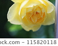 Yellow rose 115820118