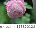 Pink rose wet in the rain 115820128