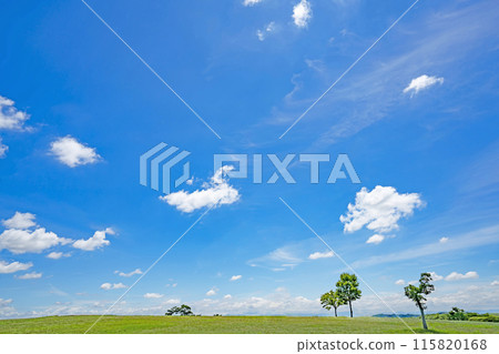Early summer blue sky and meadow 115820168
