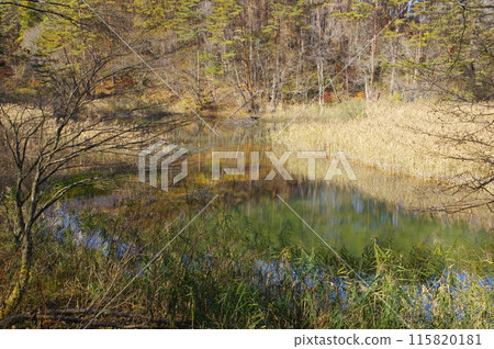 深秋的里磐梯五色沼綠沼 115820181