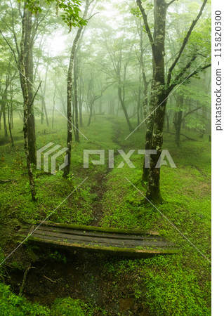 新鮮的綠色森林 森林深處樹木的照片 115820300