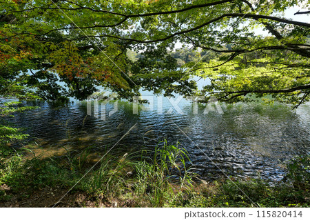 靜岡縣伊東市一碧湖(大池) 靜岡縣伊東市一碧湖(大池) 115820414