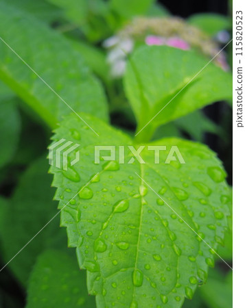 Rain-soaked leaves and ants Rain-soaked leaves and ants 115820523