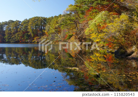 Late autumn at Yanaginuma in Urabandai and Goshikinuma 115820543