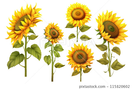 set vector illustration autumn sunflower elements isolated on white background 115820602