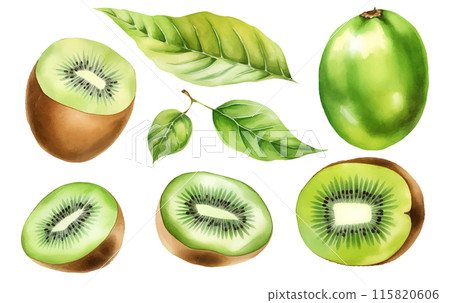 set vector watercolor illustration of ripe green kiwi isolated on white background 115820606