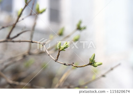 branch in spring nature, blooming flowering buds, willow branches, spring background. branch in spring nature, blooming flowering buds, willow branches, spring background. 115820674