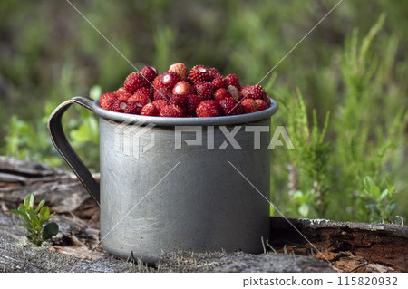 Full mug of ripe wild strawberries in a summer forest. Full mug of ripe wild strawberries in a summer forest. 115820932