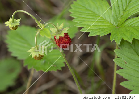 Wild strawberry bush with ripe red berries in a summer forest. Wild strawberry bush with ripe red berries in a summer forest. 115820934