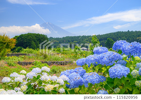 Hydrangeas and Mt. Fuji in Yuno, Fujinomiya City, Shizuoka Prefecture 115820956