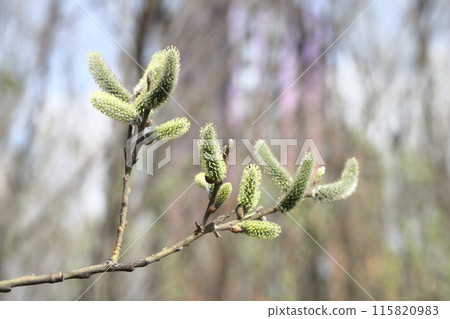 willow branch in spring nature, flowering buds, willow branches, spring background. 115820983