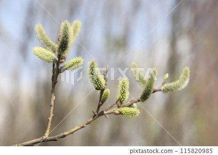 willow branch in spring nature, flowering buds, willow branches, spring background. 115820985