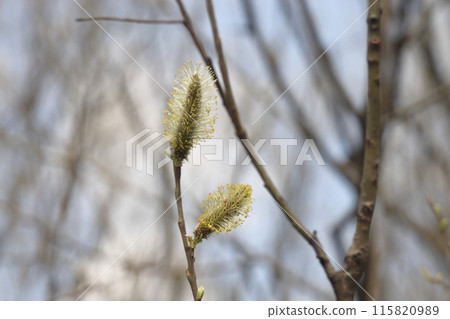 willow branch in spring nature, flowering buds, willow branches, spring background. willow branch in spring nature, flowering buds, willow branches, spring background. 115820989
