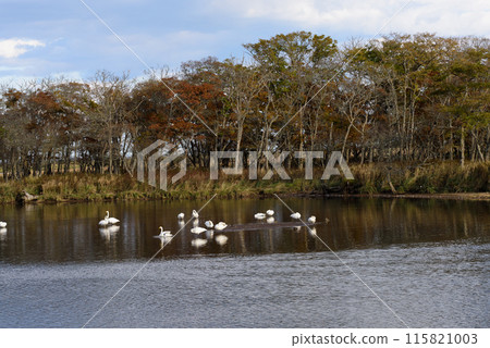 Scenery of Odaituma 115821003